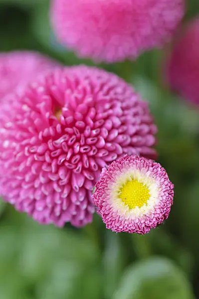 471128 - Common daisy (Bellis perennis)
