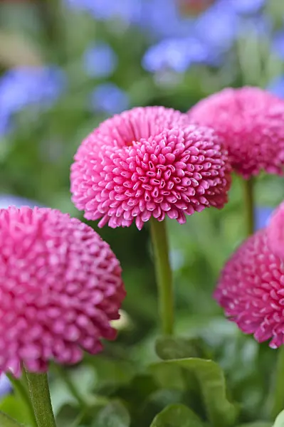 471129 - Common daisy (Bellis perennis)