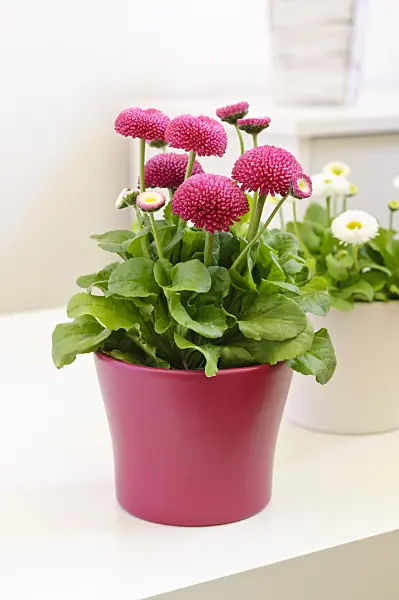 471149 - Common daisy (Bellis perennis)