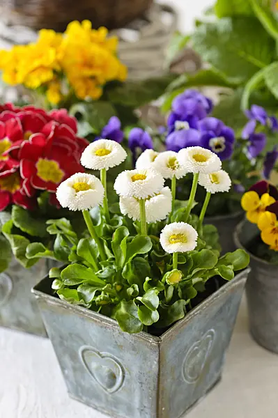 483074 - Common daisy (Bellis perennis)