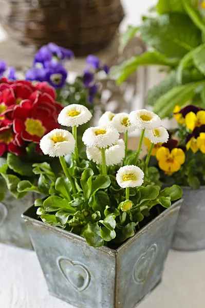 483075 - Common daisy (Bellis perennis)