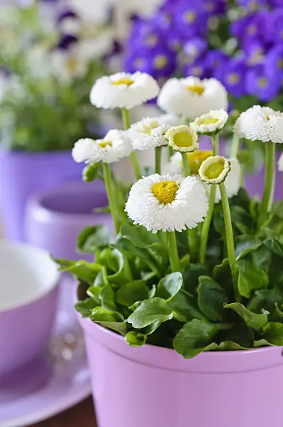 483144 - Common daisy (Bellis perennis)