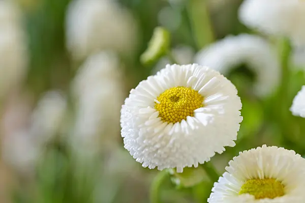 483183 - Common daisy (Bellis perennis)