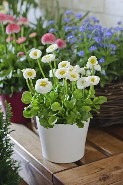 483286 - Common daisy (Bellis perennis)