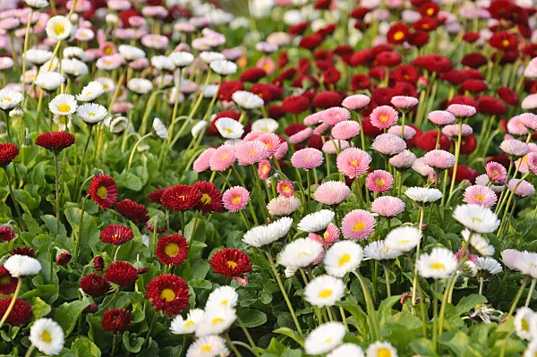 484270 - Common daisy (Bellis perennis)