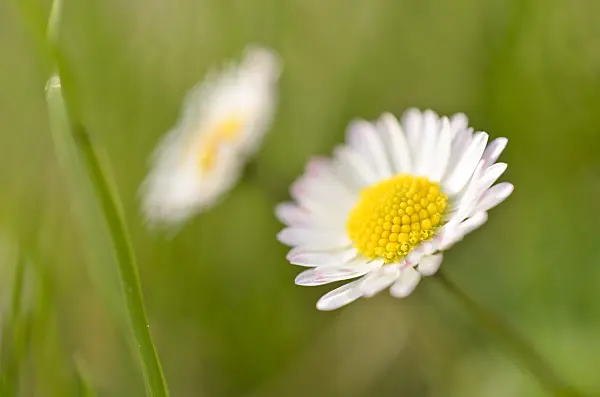 507060 - Common daisy (Bellis perennis)