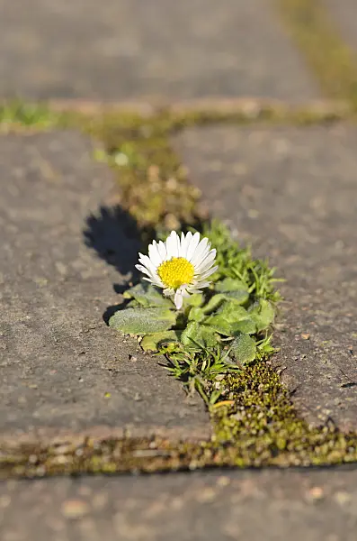 531169 - Common daisy (Bellis perennis)