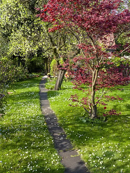 459074 - Common daisy (Bellis perennis) and maple (Acer)