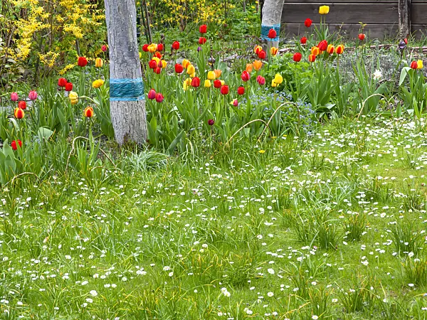 483337 - Common daisy (Bellis perennis) and tulips (Tulipa)