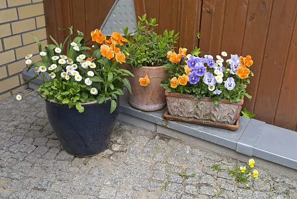 544159 - Common daisy (Bellis perennis) and violets (Viola) in flower tubs