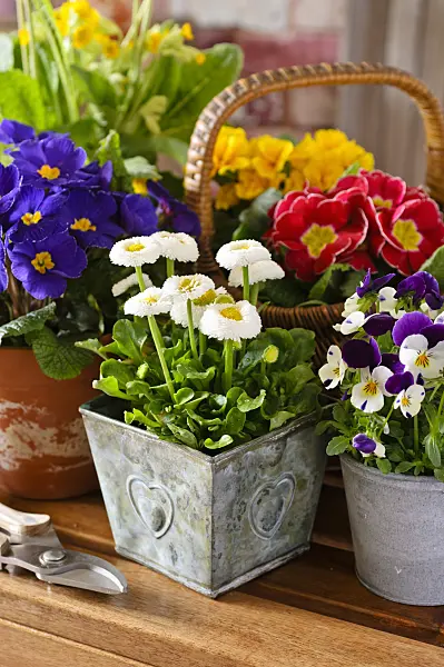 483081 - Common daisy (Bellis perennis), comon primroses (Primula vulgaris syn. Primula acaulis) and horned pansies (Viola cornuta)