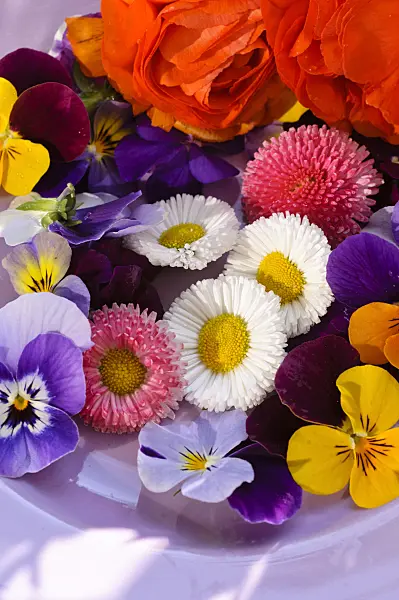 484217 - Common daisy (Bellis perennis), horned pansies (Viola cornuta) and turban buttercup (Ranunculus asiaticus 'Gambit Mix'), cut flowers on a plate