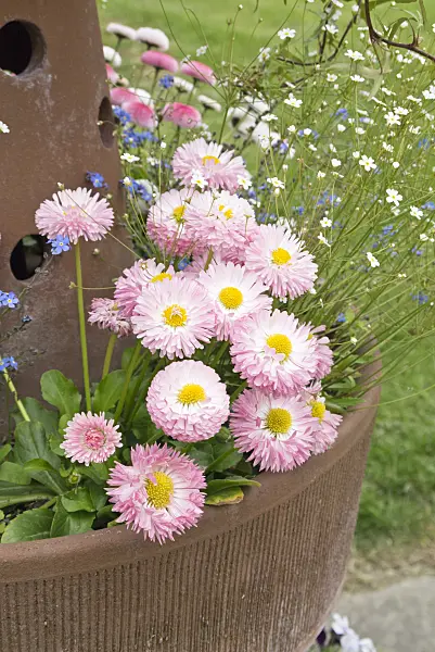 544161 - Common daisy (Bellis perennis) in a flower tub