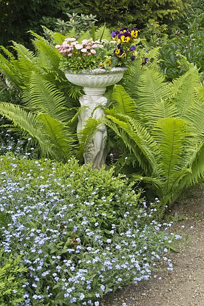 544173 - Common daisy (Bellis perennis), violet (Viola), ostrich fern (Matteuccia struthiopteris) and forget-me-not (Myosotis)