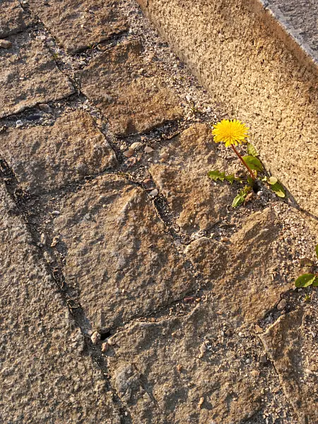 412025 - Common dandelion (Taraxacum officinale)