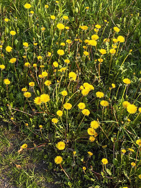 459045 - Common dandelion (Taraxacum officinale)