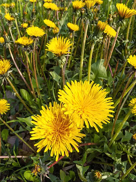 459046 - Common dandelion (Taraxacum officinale)