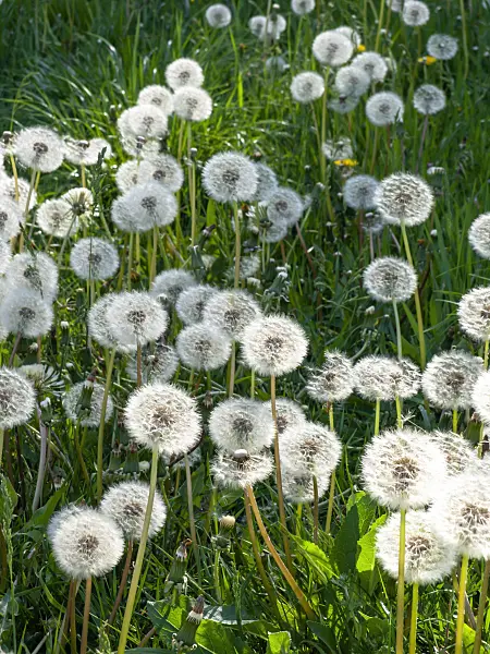 460079 - Common dandelion (Taraxacum officinale)