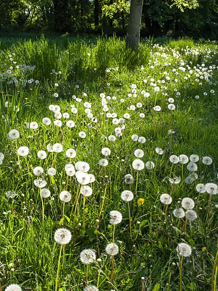 460080 - Common dandelion (Taraxacum officinale)