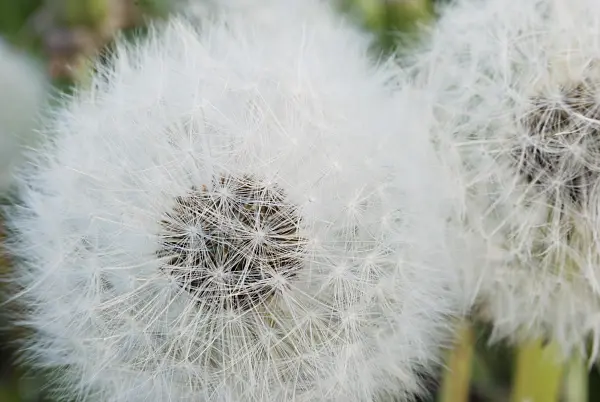 472170 - Common dandelion (Taraxacum officinale)