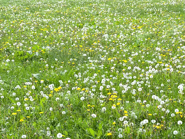 484353 - Common dandelion (Taraxacum officinale)