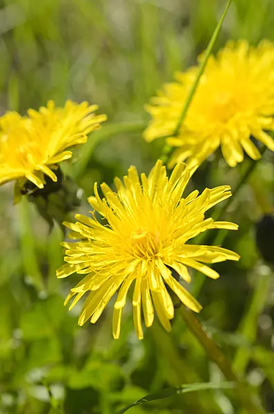 507185 - Common dandelion (Taraxacum officinale)