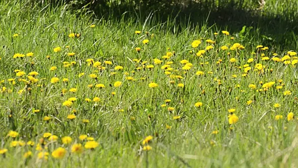 507193 - Common dandelion (Taraxacum officinale)