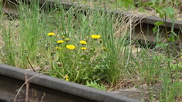 507209 - Common dandelion (Taraxacum officinale)