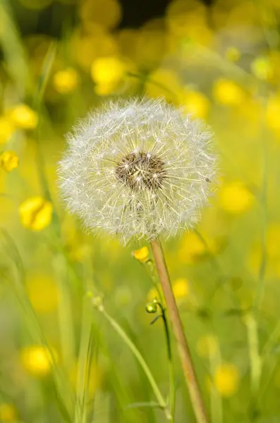 520316 - Common dandelion (Taraxacum officinale)