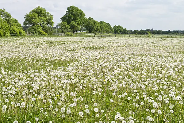 532010 - Common dandelion (Taraxacum officinale)
