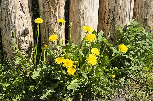 544041 - Common dandelion (Taraxacum officinale)