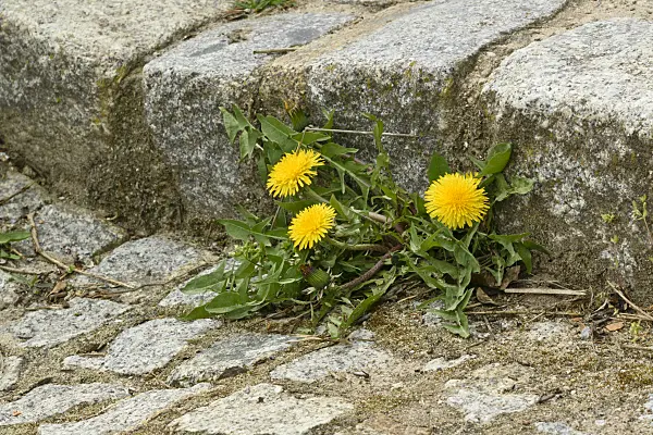 555021 - Common dandelion (Taraxacum officinale)