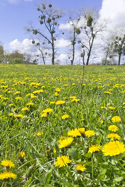 556078 - Common dandelion (Taraxacum officinale)
