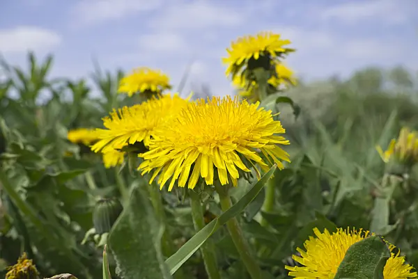 608042 - Common dandelion (Taraxacum officinale)
