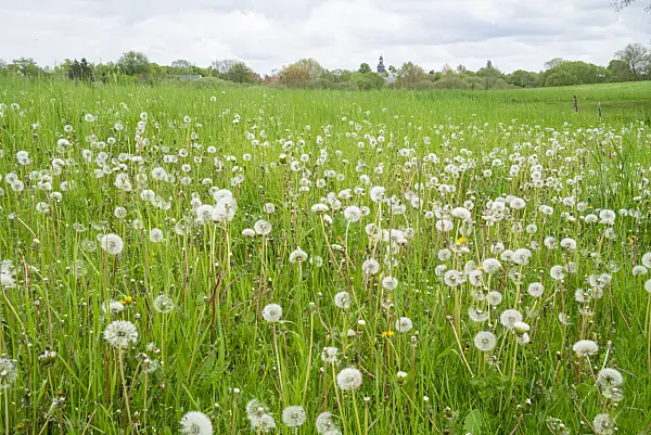 625032 - Common dandelion (Taraxacum officinale)