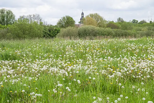 625033 - Common dandelion (Taraxacum officinale)