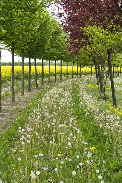 544098 - Common dandelion (Taraxacum officinale) and rape (Brassica napus subsp. oleifera)