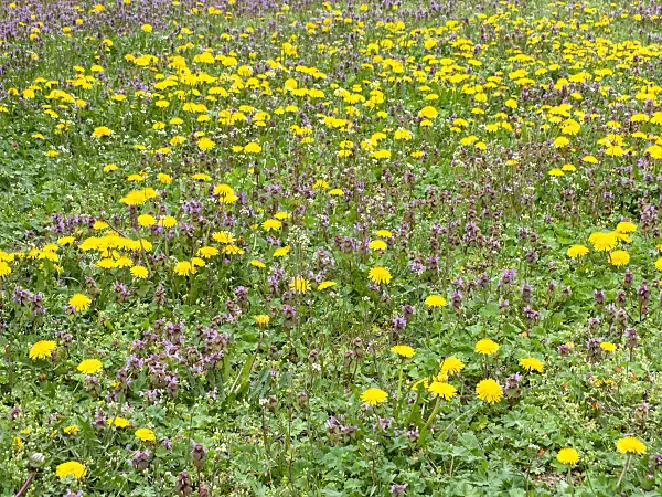 483339 - Common dandelion (Taraxacum officinale) and red dead nettle (Lamium purpureum)