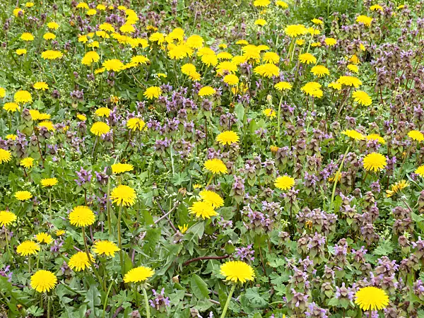 483340 - Common dandelion (Taraxacum officinale) and red dead nettle (Lamium purpureum)