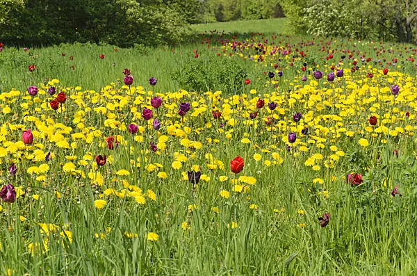 495355 - Common dandelion (Taraxacum officinale) and tulips (Tulipa)