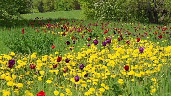 495377 - Common dandelion (Taraxacum officinale) and tulips (Tulipa)