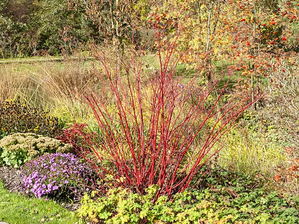 465163 - Common dogwood (Cornus sanguinea)