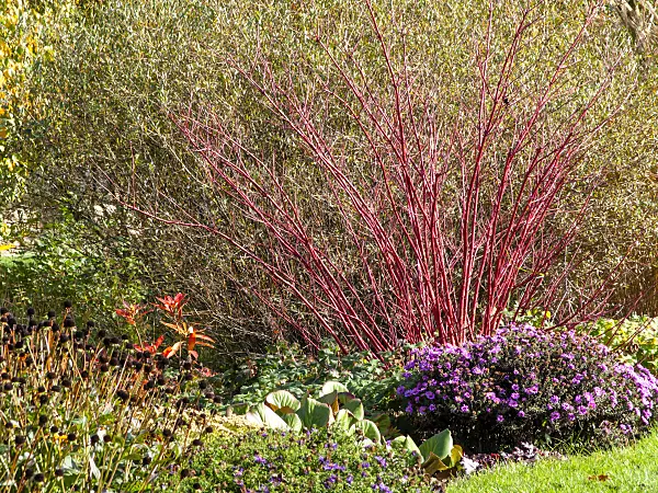 465165 - Common dogwood (Cornus sanguinea)