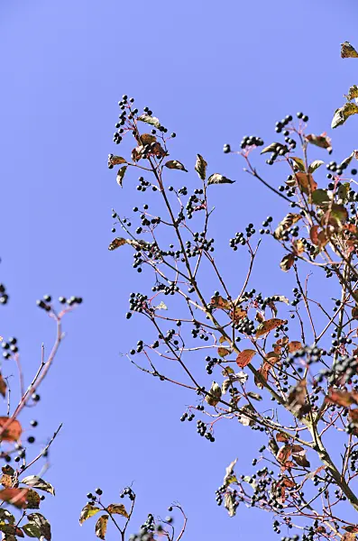 500230 - Common dogwood (Cornus sanguinea)
