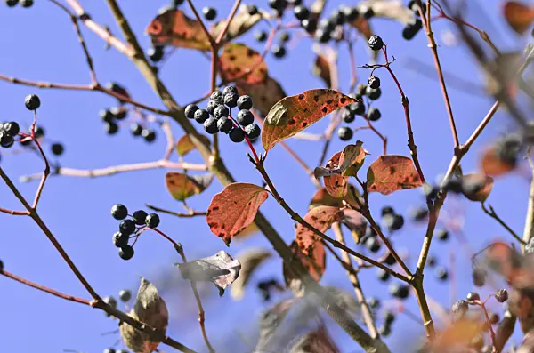 500231 - Common dogwood (Cornus sanguinea)