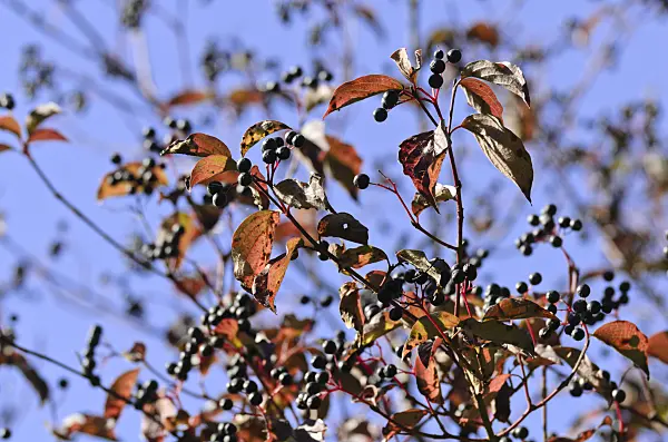 500232 - Common dogwood (Cornus sanguinea)