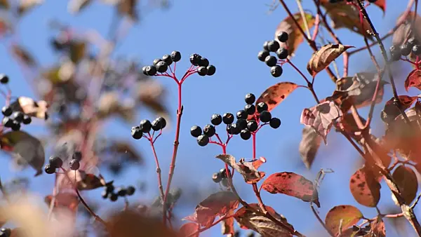 500238 - Common dogwood (Cornus sanguinea)