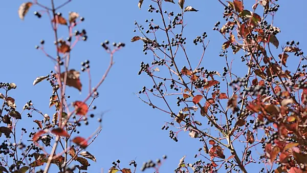 500239 - Common dogwood (Cornus sanguinea)