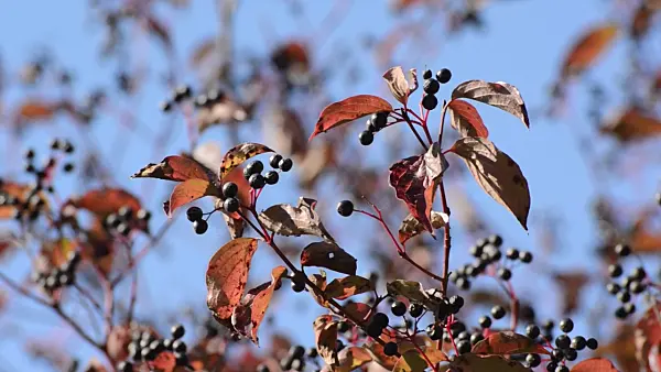 500240 - Common dogwood (Cornus sanguinea)