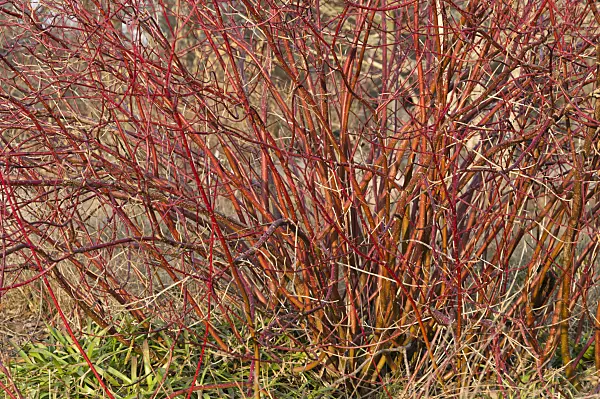517032 - Common dogwood (Cornus sanguinea)